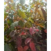 長期供應(yīng)水果苗木