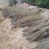 供應(yīng)板栗苗 嫁接板栗苗 板栗實(shí)生苗