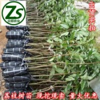 荔枝樹苗、妃子笑、桂味、荔枝苗