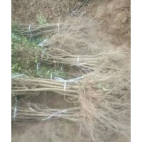 1.5----2公分河陰軟籽石榴樹苗