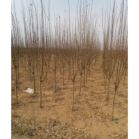 綠化供應(yīng)基地，供應(yīng)柿子樹，山楂樹，核桃樹，杏樹，梨樹，蘋果樹