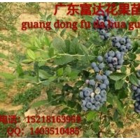 供應(yīng)藍(lán)莓苗、盆栽藍(lán)莓樹苗