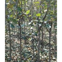 海棠工程苗_日照海棠_星衛(wèi)苗木(圖)