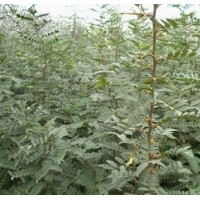 優(yōu)質(zhì)皂角苗_周口皂角苗_洛陽李鐵梁苗木