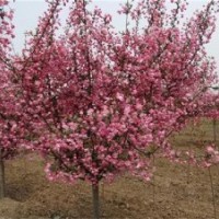 瀅涵苗木中心、北美海棠、北美海棠一年苗的移栽