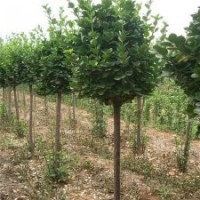 出售北海道黃楊|北海道黃楊|瀅涵苗木中心(圖)