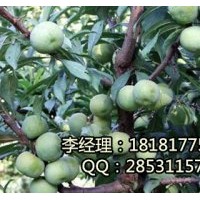 遂寧青脆李子苗