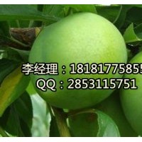 內(nèi)江李子苗基地，內(nèi)江嫁接李子苗，內(nèi)江李子苗品種