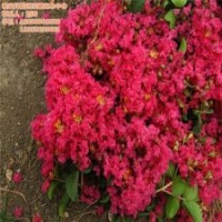 百日紅、瀅涵苗木中心、百日紅價格