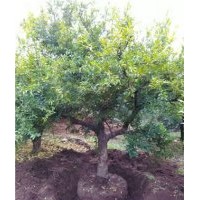 山東棗莊盆栽石榴樹(shù)樹(shù)基地，嶧城盆栽石榴樹(shù)批發(fā)