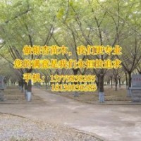 銀杏樹_十萬畝銀杏_12公分銀杏樹