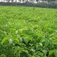 供應(yīng)核桃苗嫁接苗