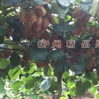 獼猴桃苗_精品果園_獼猴桃苗價(jià)格