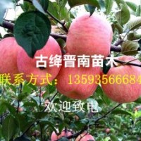 出售金絲垂柳苗、直柳、青皮垂柳