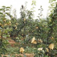 臨沂興旺苗木繁育合作社供應(yīng)富硒梨苗