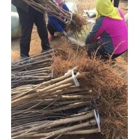 供應(yīng)山東煙臺櫻桃樹2cm地徑品種齊全