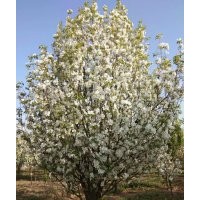 28公分八棱海棠