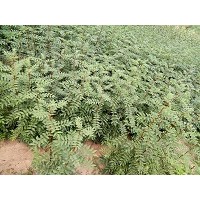 供應(yīng)優(yōu)質(zhì)花椒苗（量大）