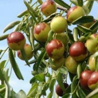 供應(yīng)蘋果苗 柿子苗 棗樹苗 梨樹苗 花椒苗 鈣果苗