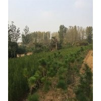 萊蕪黑松、三木苗木種植專業(yè)合作社、哪有黑松