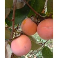 甜柿苗，臨沂甜柿苗，甜柿苗價(jià)格