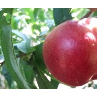 供應金澳油桃桃樹苗