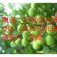 湖南核桃苗木批發(fā)，湖南優(yōu)良嫁接核桃樹(shù)苗，苗木基地就在綿陽(yáng)