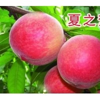 桃苗供應(yīng)商，供迎霜紅桃苗，突圍桃苗，夏之夢桃苗