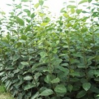 山東廠家直銷(xiāo)蘋(píng)果苗 批量供應(yīng)當(dāng)年結(jié)果蘋(píng)果苗 蘋(píng)果小苗 量大優(yōu)惠