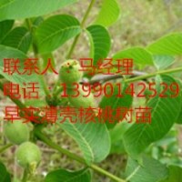 核桃新品種‘川早2號(hào),四川優(yōu)良核桃樹(shù)苗批發(fā)