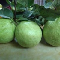 供應(yīng)臺(tái)灣（芭樂(lè)）四季結(jié)果石榴苗