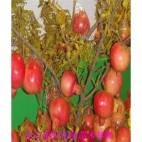 山東石榴苗種植基地，石榴苗價(jià)格，石榴苗哪里有
