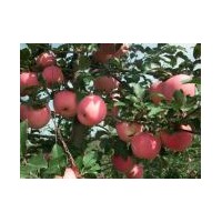 神富一號蘋果苗那里有，世源果樹苗基地
