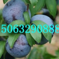 黑寶石李子苗，安格諾李子苗，女神李子苗