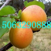 金奧林杏樹苗，凱特杏樹苗，金太陽杏樹苗