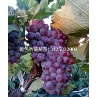  遼寧出售嫁接葡萄苗基地，專業(yè)遼寧著色香葡萄苗，黑龍