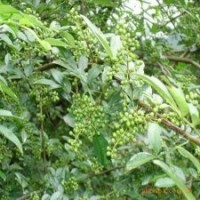 供應(yīng)花椒苗、鈣果苗