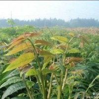 香椿苗哪里有 什么香椿苗品種好