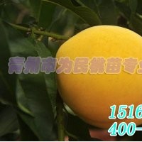 黃金桃桃苗價格