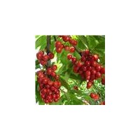 石榴樹(shù)，杏樹(shù)，松樹(shù)類