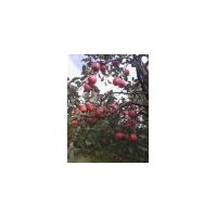 蘋(píng)果苗；批發(fā)蘋(píng)果苗；2.3.4.5.6公分蘋(píng)果苗