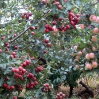 供應(yīng)山楂樹