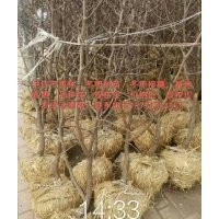 沾化冬棗樹苗基地直銷