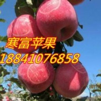 呼和浩特寒富蘋果苗