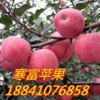 吉林寒富蘋果苗/吉林耐寒蘋果苗