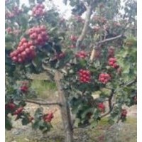 大量批發(fā)大五楞山楂樹 大金星山楂樹