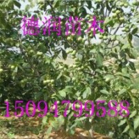 清香核桃苗種植方法