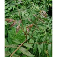 供應香椿苗，紅油香椿苗，大棚香椿苗