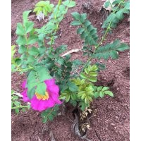 出售一年刺梨苗