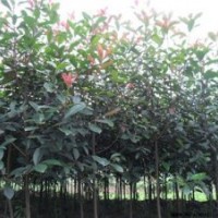 桂花苗價錢、閔行區(qū)桂花苗、利源桂花(查看)